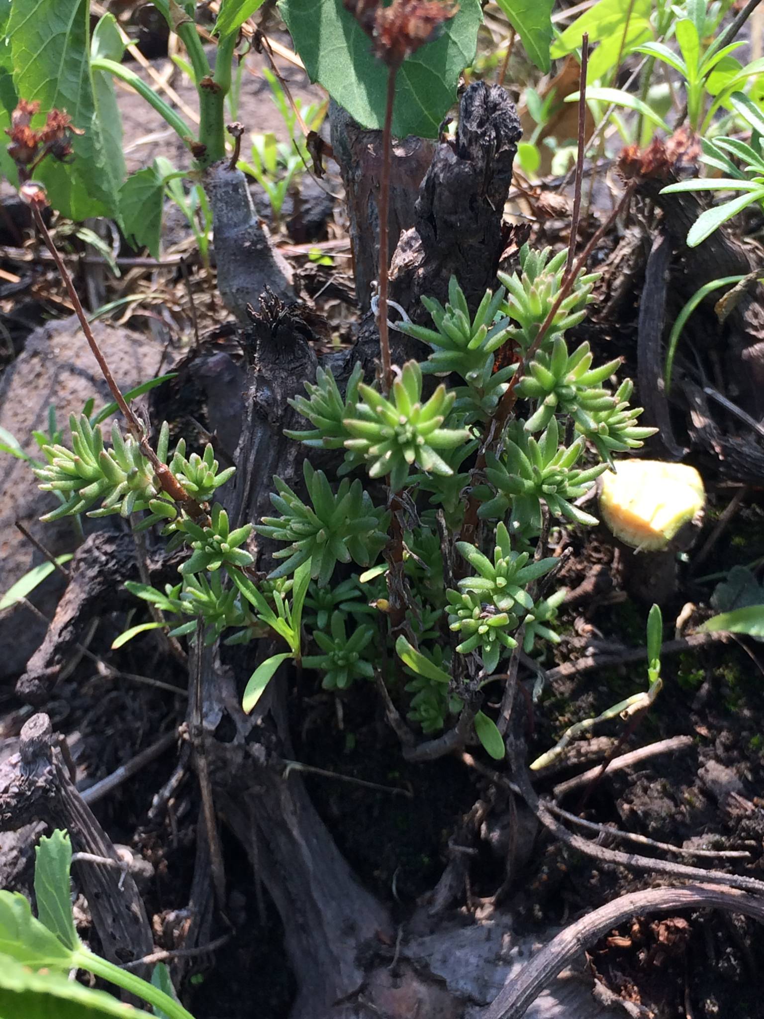 Sedum griseum